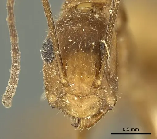 Camponotus nicobarensis specimen CASENT0915687 image casent0915687_2