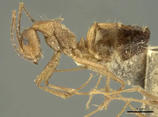 Camponotus nicobarensis specimen CASENT0915687 image casent0915687_3