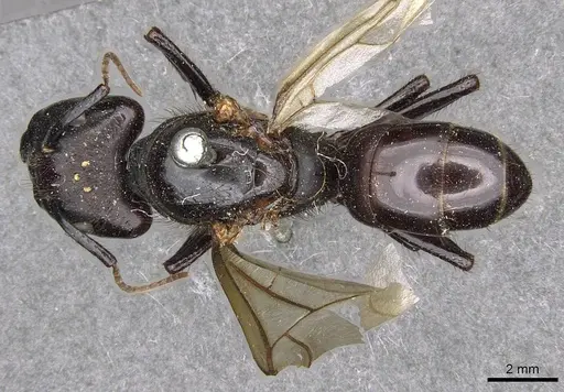Camponotus nigricans specimen CASENT0910506 image casent0910506_1
