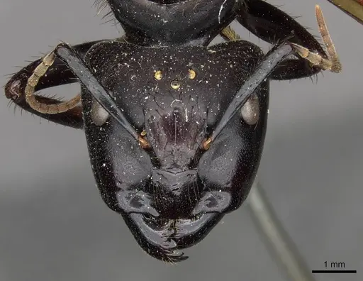 Camponotus nigricans specimen CASENT0910506 image casent0910506_2
