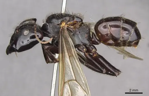 Camponotus nigricans specimen CASENT0910506 image casent0910506_3