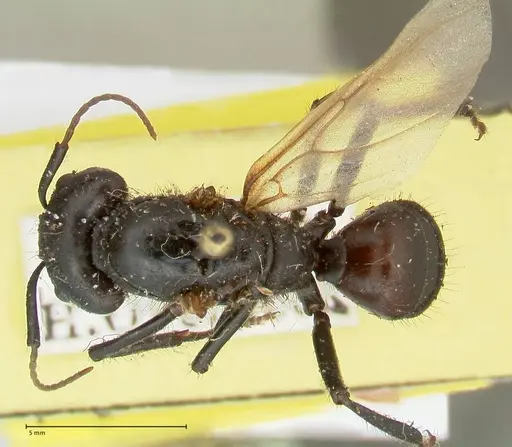 Camponotus nigricans specimen FOCOL2338 image focol2338_1