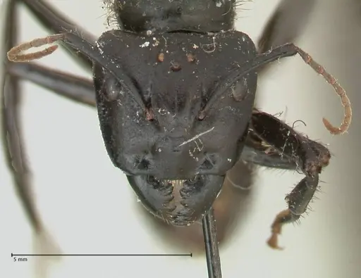 Camponotus nigricans specimen FOCOL2338 image focol2338_2