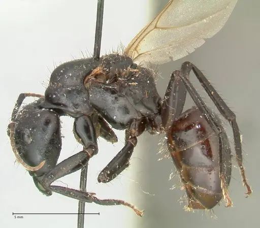 Camponotus nigricans specimen FOCOL2338 image focol2338_3