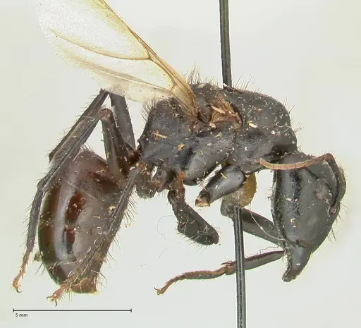 Camponotus nigricans specimen FOCOL2338 image focol2338_4