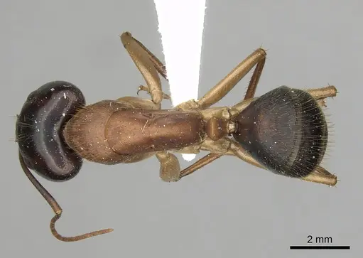 Camponotus nigriceps specimen CASENT0280197 image casent0280197_1