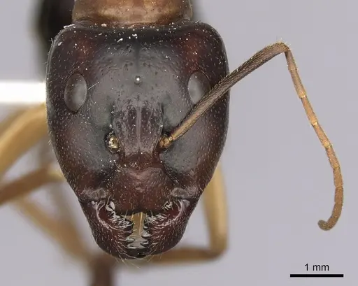 Camponotus nigriceps specimen CASENT0280197 image casent0280197_2