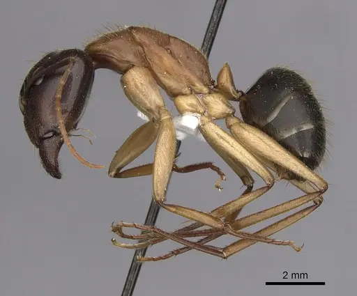 Camponotus nigriceps specimen CASENT0280197 image casent0280197_3