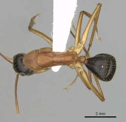 Camponotus nigriceps specimen CASENT0280198 image casent0280198_1