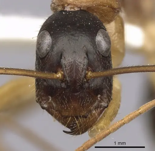 Camponotus nigriceps specimen CASENT0280198 image casent0280198_2