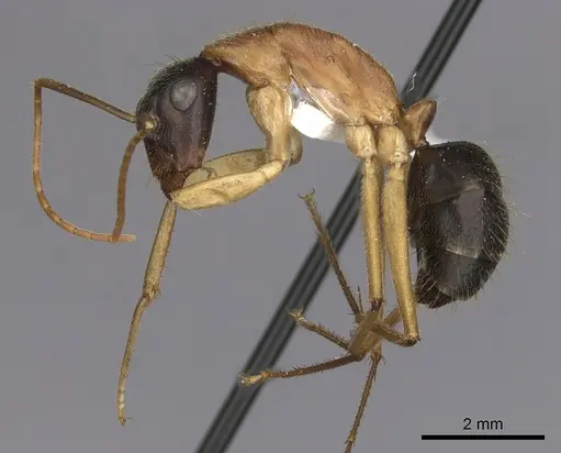 Camponotus nigriceps specimen CASENT0280198 image casent0280198_3
