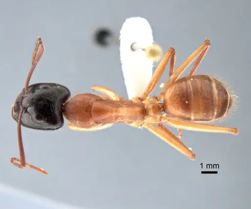 Camponotus nigriceps specimen CASENT0882198 image casent0882198_1