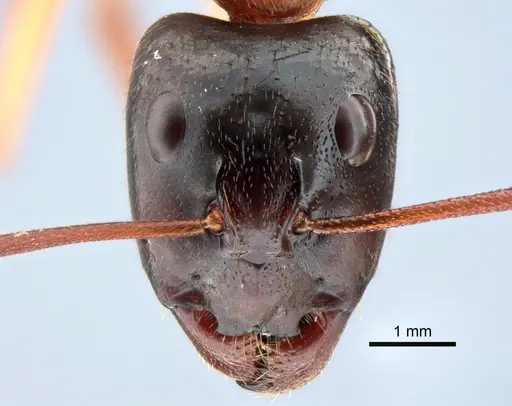 Camponotus nigriceps specimen CASENT0882198 image casent0882198_2