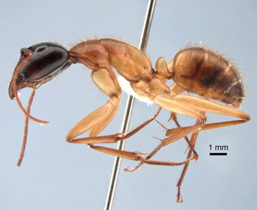 Camponotus nigriceps specimen CASENT0882198 image casent0882198_3