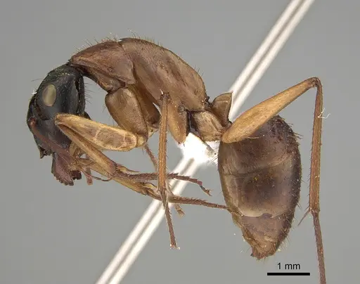 Camponotus nigriceps specimen CASENT0887691 image casent0887691_1