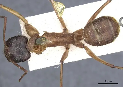 Camponotus nigriceps specimen CASENT0903532 image casent0903532_1