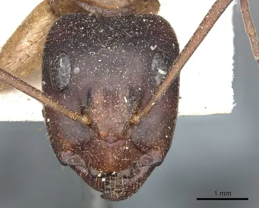 Camponotus nigriceps specimen CASENT0903532 image casent0903532_2