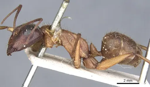 Camponotus nigriceps specimen CASENT0903532 image casent0903532_3