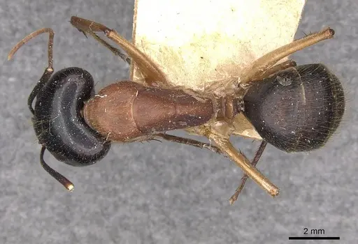 Camponotus nigriceps specimen CASENT0910309 image casent0910309_1