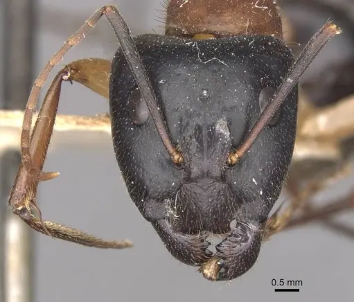 Camponotus nigriceps specimen CASENT0910309 image casent0910309_2