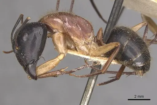 Camponotus nigriceps specimen CASENT0910309 image casent0910309_3