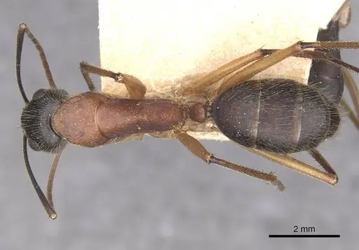 Camponotus nigriceps specimen CASENT0910310 image casent0910310_1