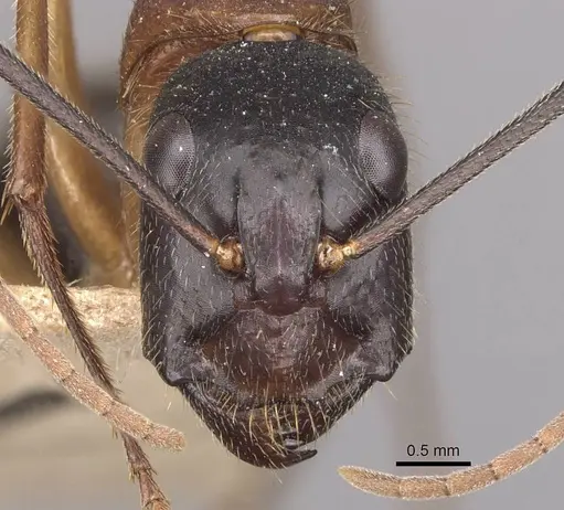 Camponotus nigriceps specimen CASENT0910310 image casent0910310_2