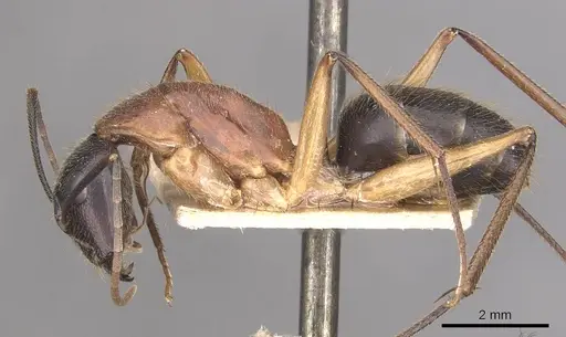 Camponotus nigriceps specimen CASENT0910310 image casent0910310_3