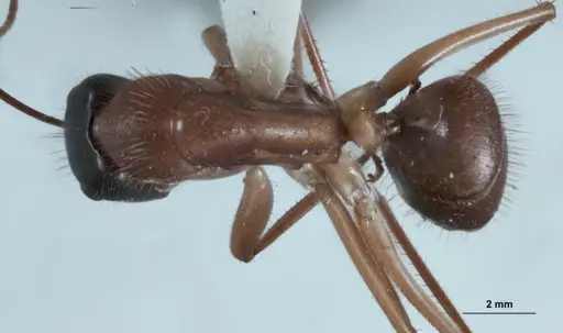 Camponotus nigriceps specimen JDM32-001282 image jdm32-001282_1