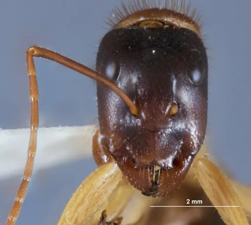 Camponotus nigriceps specimen JDM32-001282 image jdm32-001282_2