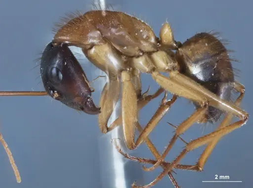 Camponotus nigriceps specimen JDM32-001282 image jdm32-001282_3