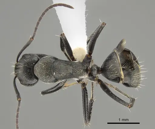 Camponotus nigroaeneus specimen CASENT0887696 image casent0887696_1
