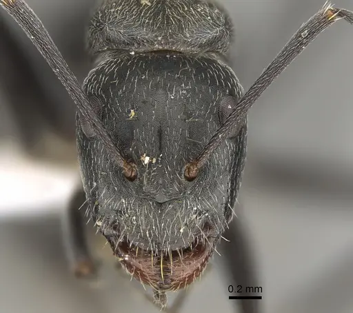 Camponotus nigroaeneus specimen CASENT0887696 image casent0887696_2