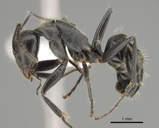 Camponotus nigroaeneus specimen CASENT0887696 image casent0887696_3