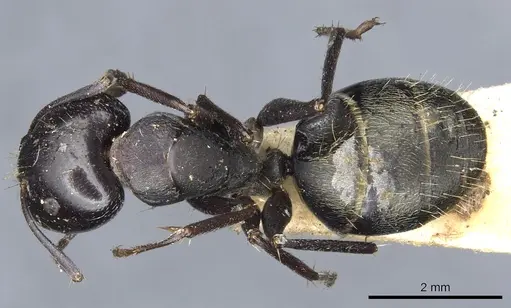 Camponotus nigroaeneus specimen CASENT0903543 image casent0903543_1