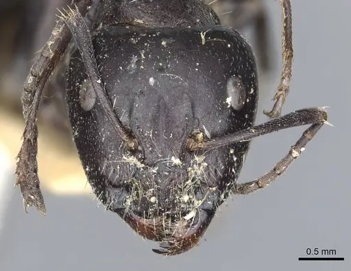 Camponotus nigroaeneus specimen CASENT0903543 image casent0903543_2