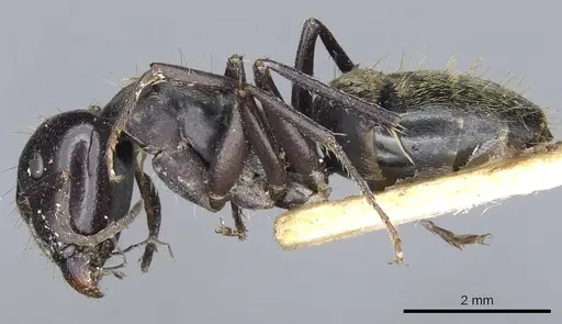 Camponotus nigroaeneus specimen CASENT0903543 image casent0903543_3
