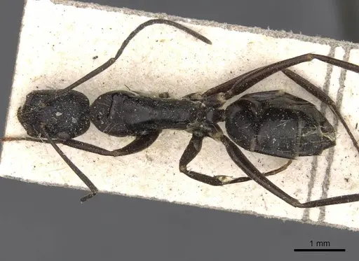 Camponotus nigroaeneus specimen CASENT0910392 image casent0910392_1