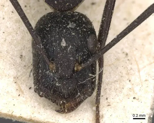Camponotus nigroaeneus specimen CASENT0910392 image casent0910392_2