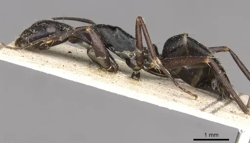 Camponotus nigroaeneus specimen CASENT0910392 image casent0910392_3