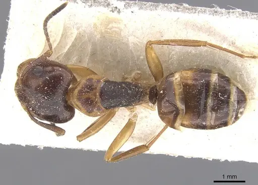 Camponotus nipponensis specimen CASENT0911664 image casent0911664_1