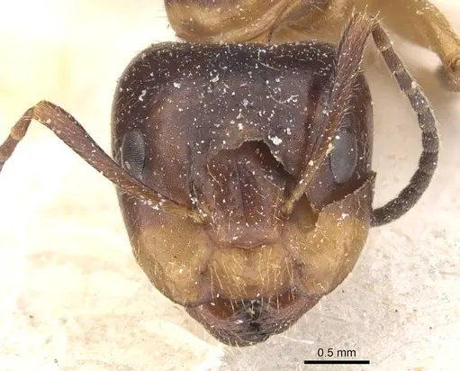 Camponotus nipponensis specimen CASENT0911664 image casent0911664_2