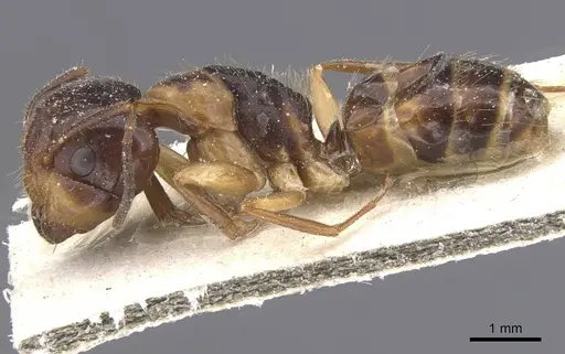 Camponotus nipponensis specimen CASENT0911664 image casent0911664_3