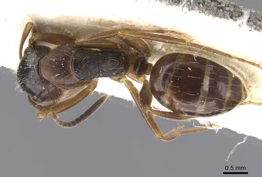 Camponotus nipponensis specimen CASENT0911665 image casent0911665_1