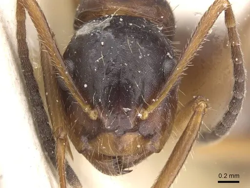 Camponotus nipponensis specimen CASENT0911665 image casent0911665_2