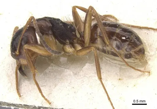 Camponotus nipponensis specimen CASENT0911665 image casent0911665_3