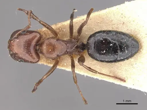 Camponotus nirvanae specimen CASENT0910542 image casent0910542_1