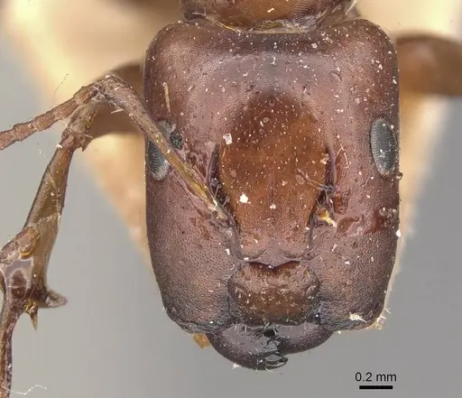 Camponotus nirvanae specimen CASENT0910542 image casent0910542_2