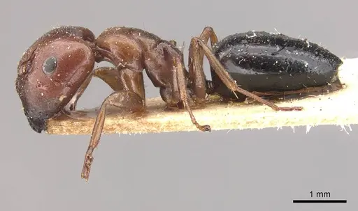 Camponotus nirvanae specimen CASENT0910542 image casent0910542_3