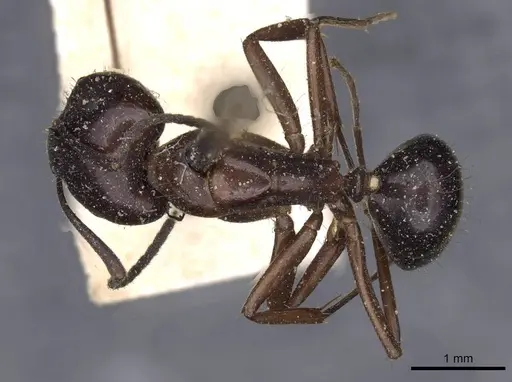 Camponotus nitens specimen CASENT0910004 image casent0910004_1